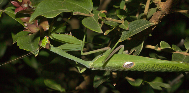 IMG 8638prayingmantid