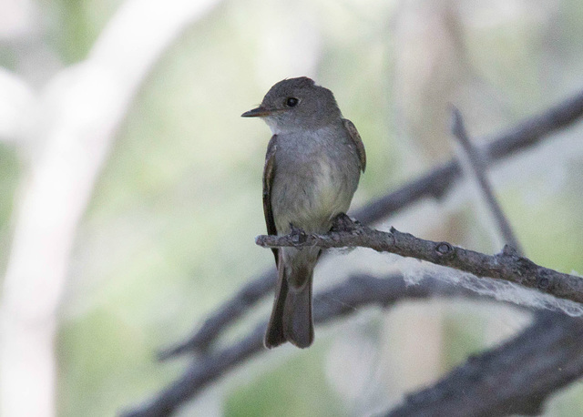 Western Wood-Pewee