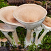 Fungi goblets