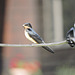 Barn Swallows