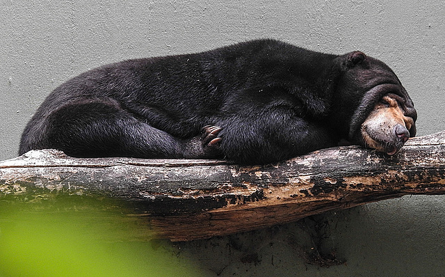 20170615 1922CPw [D~MS] Malaienbär, Zoo Münster