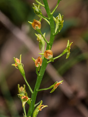 Malaxis spicata (Florida Adder's-mouth orchid)