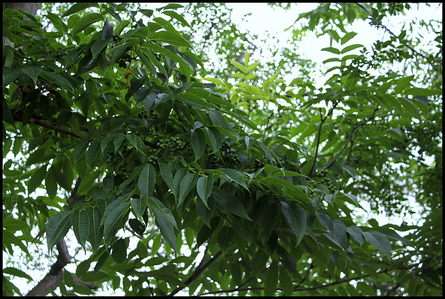 Phellodendron amurense - Phellodendron de l'Amour