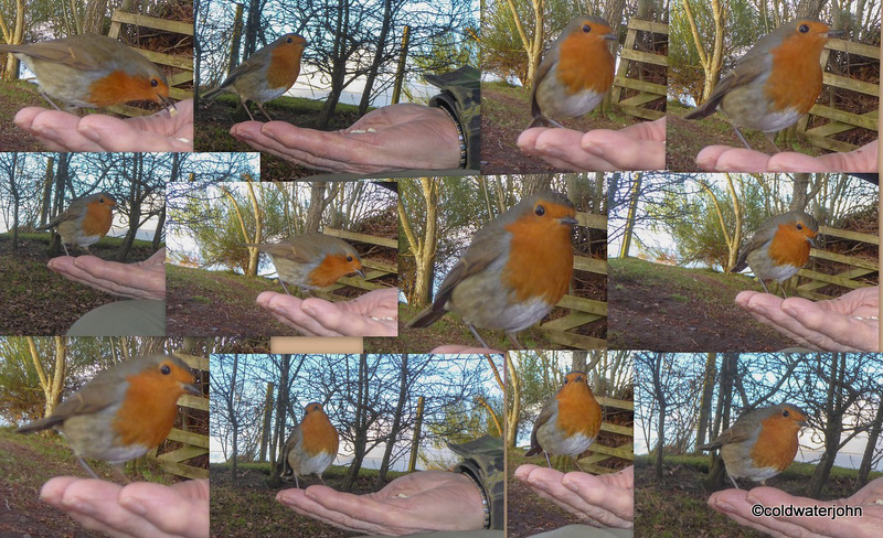 I've got him trained now to sit down with crushed peanuts in his hand for me...