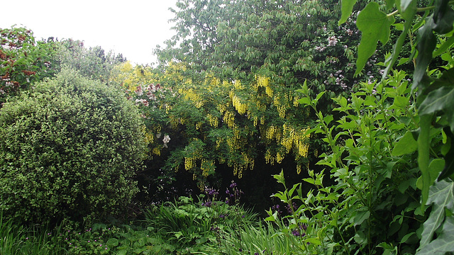 View from my lounge window at the laburnum