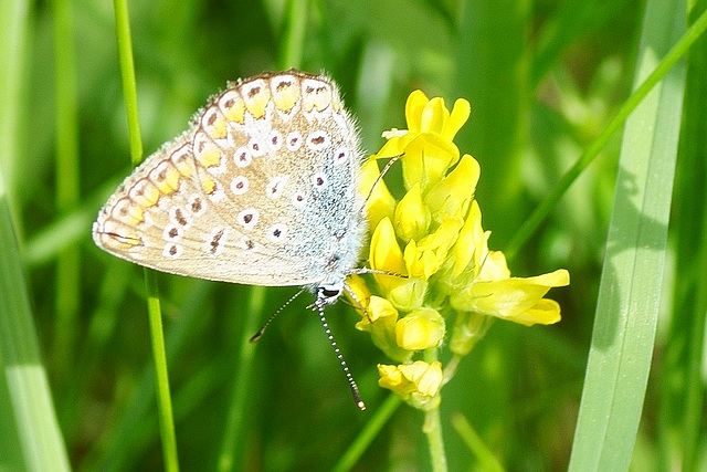 Weiblicher Hauhechel-Bläuling (Polyommatos icarus)