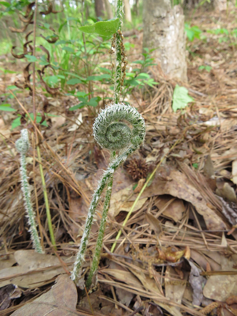 A fern pushing through the forest floor