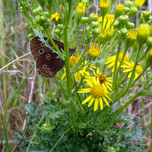 Ringlet butterfly playing hide and seek in the ragwort