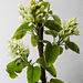 20230426 0061CPw [D~LIP] Felsenbirne (Amelanchier alnifolia 'Obelisk'), Bad Salzuflen