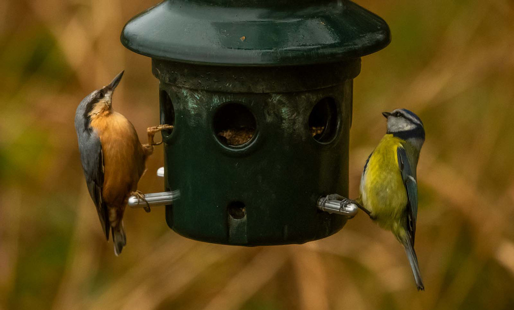 Nuthatch and blue tit