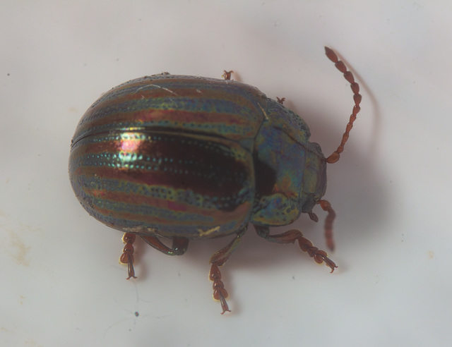 IMG 2900-CR2 DxO DeepPRIME -1RosemaryBeetlev4