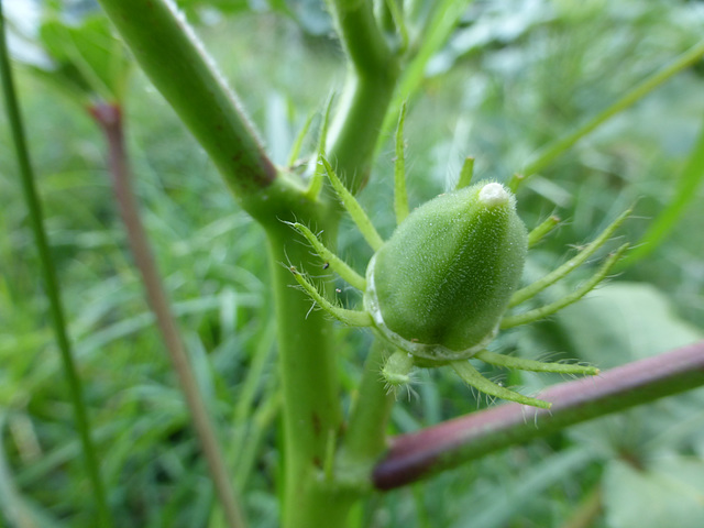 Okra Fruchtbildung