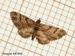 1862 Gymnoscelis rufifasciata (Double-striped Pug)