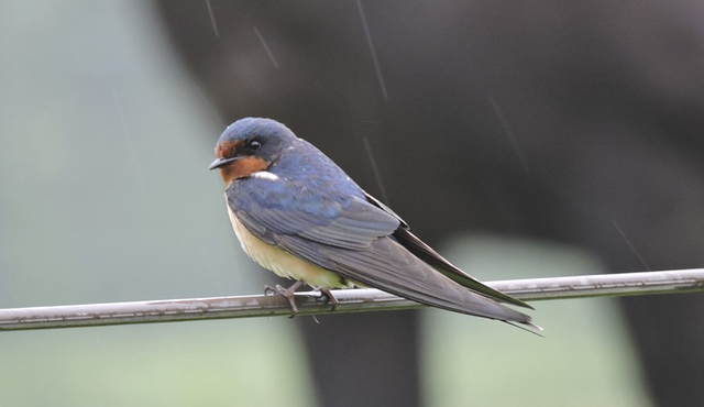 Barn Swallows