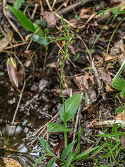 Malaxis spicata (Florida Adder's-mouth orchid)