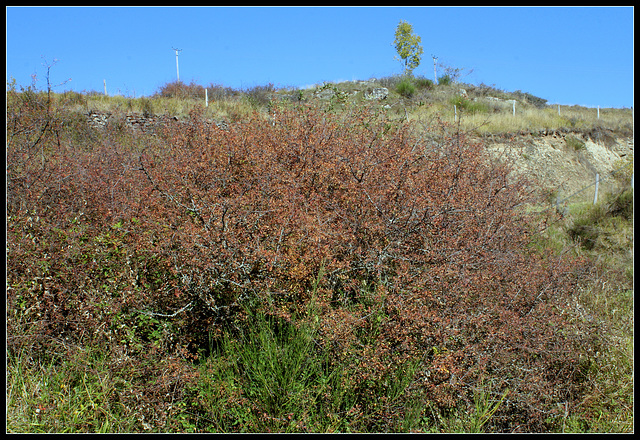 Prunelliers en automne (2)