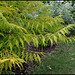 Rhus Typhina 'Dissecta Aurea' (1)