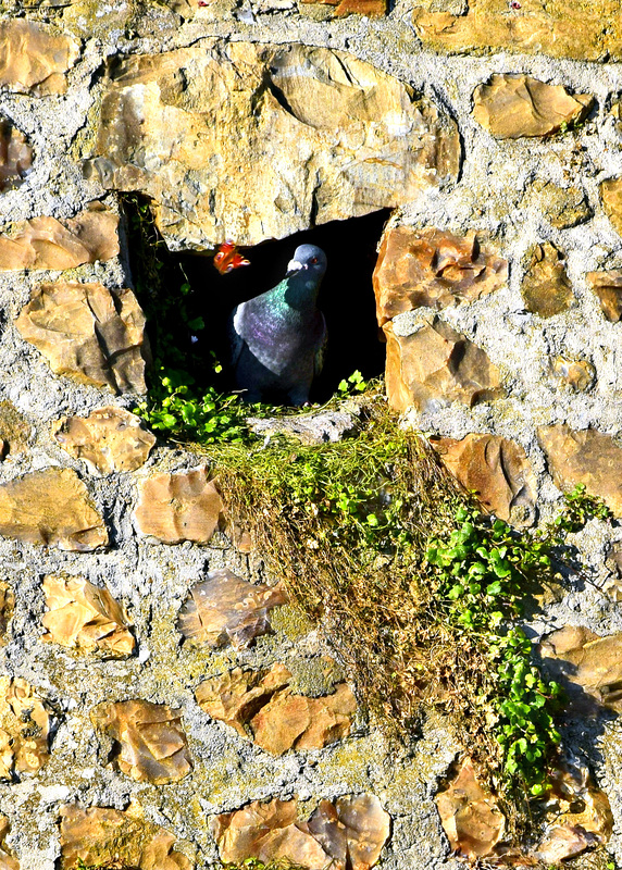 129 peacock butterfly & pigeon