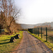 Weg in der Ruhraue (Hattingen-Winz) / 14.01.2018
