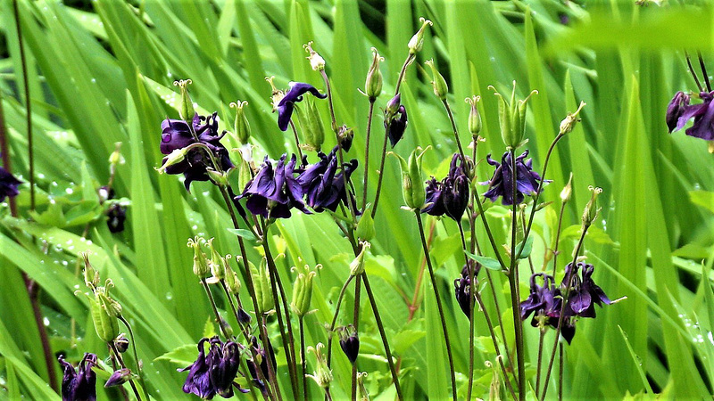 The deep purple aquilegia is so gorgeous against the green leaves of the mombretia