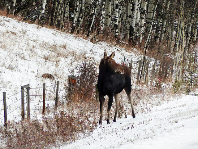 Mom Moose waiting for her youngster