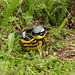 Day 10, Magnolia Warbler / Setophaga magnolia, by dry dock