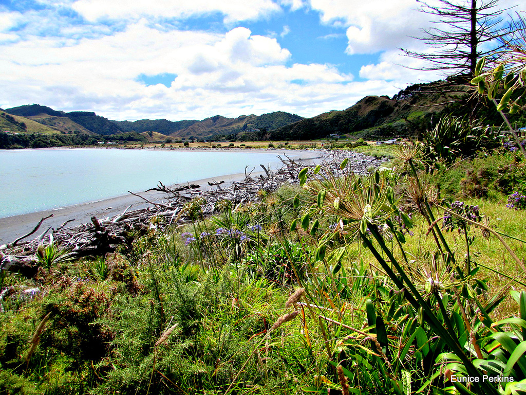 Driftwood on Mokau Beach