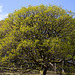 Kinder Bank Wood - Oak