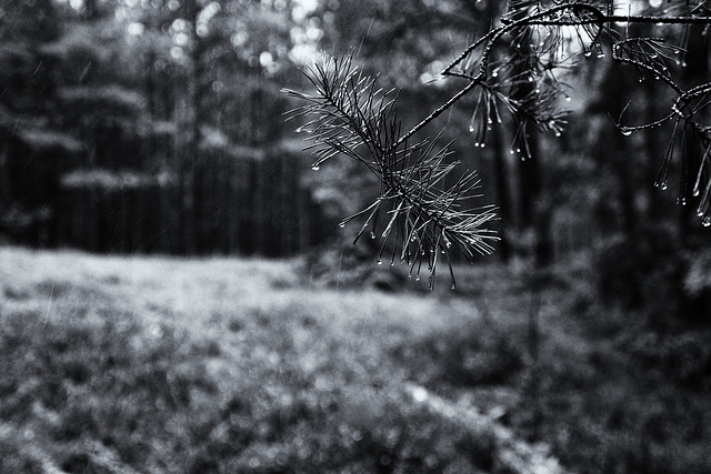 rainy in the forest ...