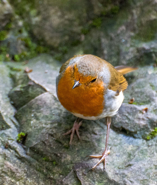 Robin. vhtjpg