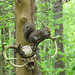 Squirrel on antlers