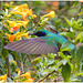 EF7A2304 Hummingbird