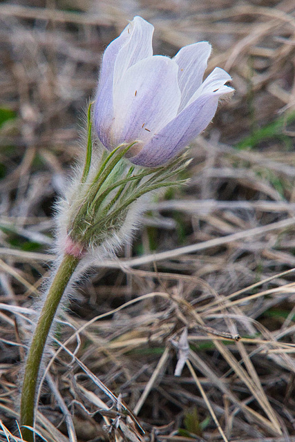 fuzzy crocus