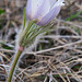 fuzzy crocus