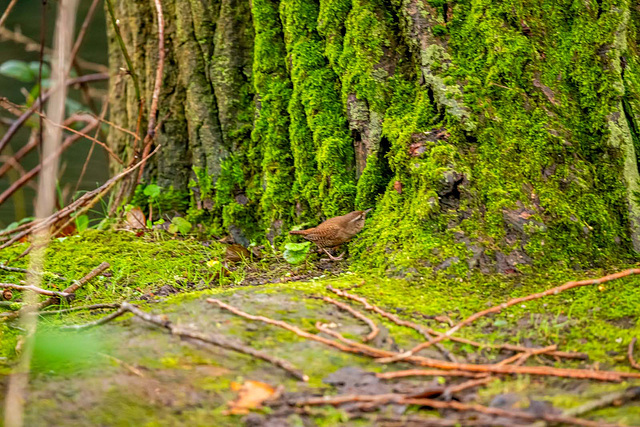 Wren