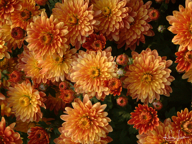 Chrysanthemen