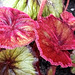 Scary HAIRY Begonia leaves!