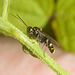 EF7A3879 Solitary Wasp