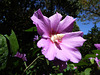 Hibiscus syriacus - Rose of Sharon