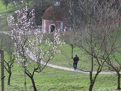 Les vergers de Petrin.