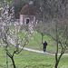 Les vergers de Petrin.