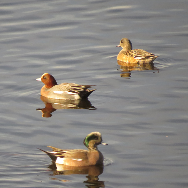 Eurasian wigeons & American wigeon