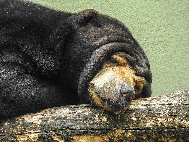 20170615 1923CPw [D~MS] Malaienbär, Zoo Münster