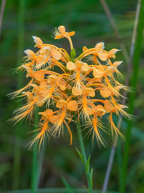 Platanthera ciliaris (Yellow Fringed orchid)