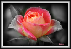 Une rose pour vous tous
