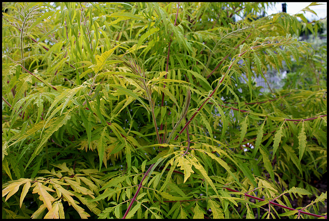 Rhus Typhina 'Dissecta Aurea' (2)