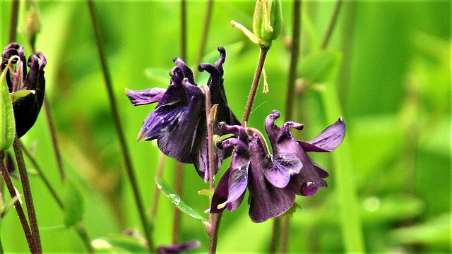 Beautiful deep purple flowers