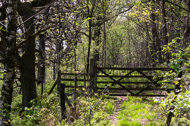 A mysterious track in Kinder Bank Wood