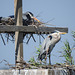 Day 3, Great Blue Herons on rebuilt Rookery, Aransas boat trip