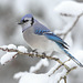 Un Geai bleu (Cyanocitta cristata) - Lieu : Parc Provincial Algonquin (Canada) - Photo : Mdf (2005) - Creative Commons Attribution - Partage aux Mêmes Conditions 3.0 (non transposée).